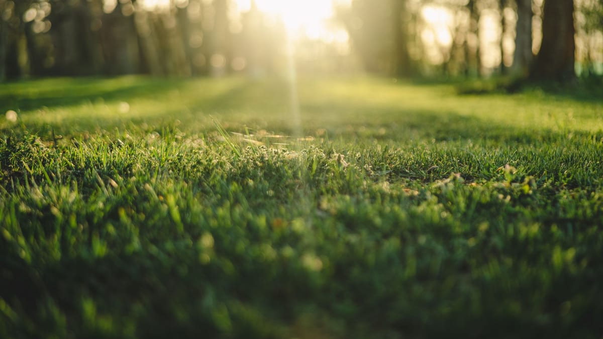 Césped de un parque con la luz del sol filtrándose entre los árboles al fondo